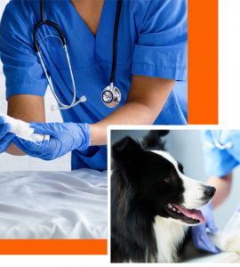 Tierarzt Notdienst