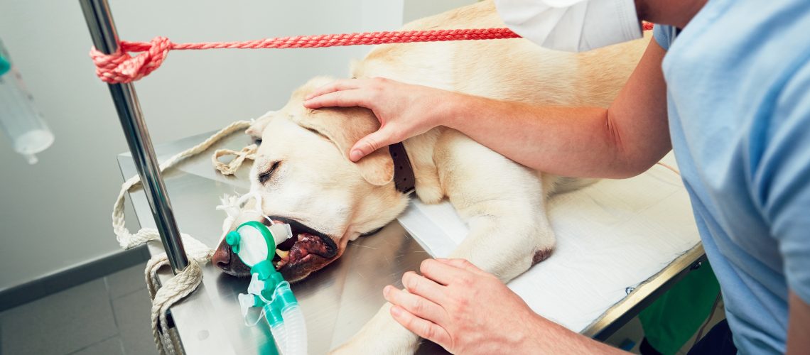 Wann liegt ein Tierarzt Notfall vor?