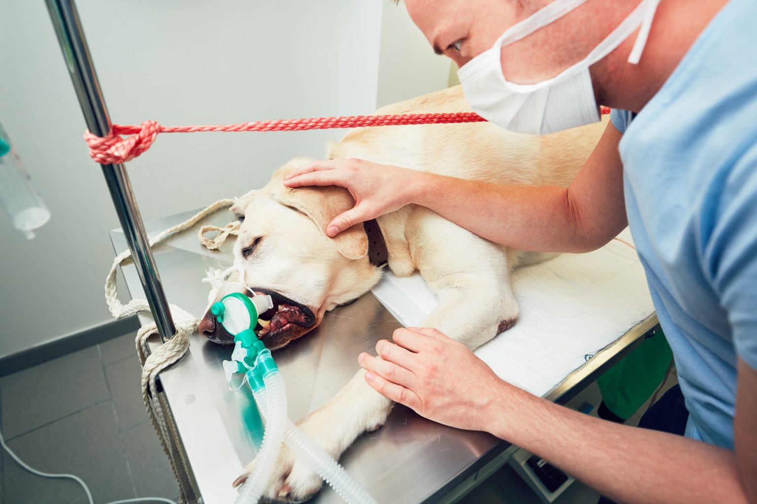 Wann liegt ein Tierarzt Notfall vor?